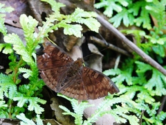 Euthalia merta merta