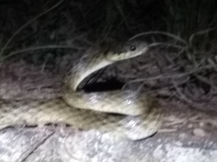 Madagascarophis colubrinus