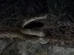 Madagascarophis colubrinus