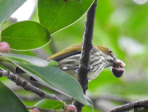 Yellow-vented Flowerpecker (Pachyglossa chrysorrhea), photo 7