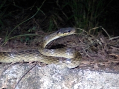 Madagascarophis colubrinus