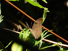 Dophla evelina