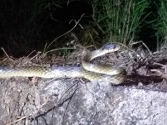 Madagascarophis colubrinus