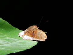 Tanaecia