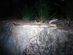 Madagascarophis colubrinus