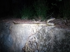 Madagascarophis colubrinus