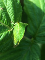 Hadrophallus bubalus