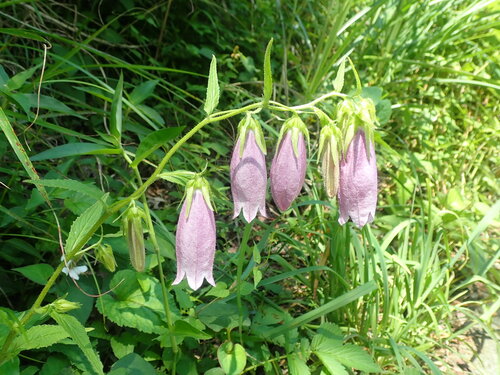 Campanula punctata