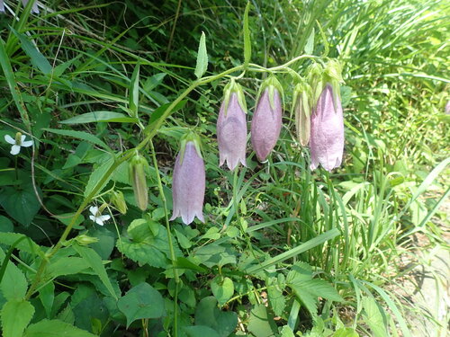 Campanula punctata