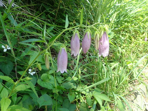 Campanula punctata