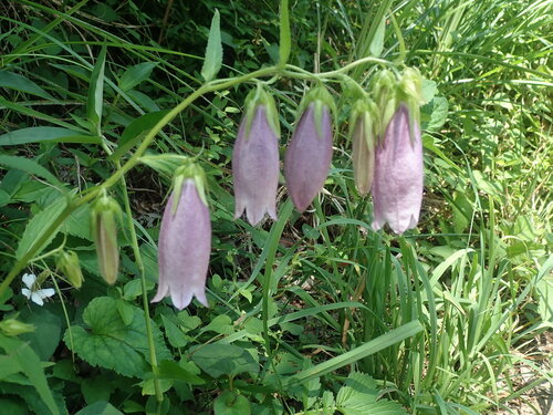 Campanula punctata