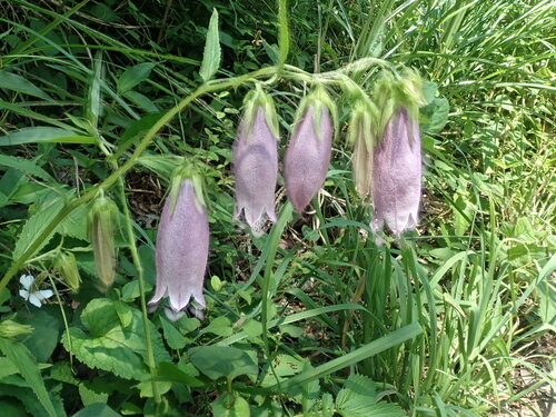 Campanula punctata