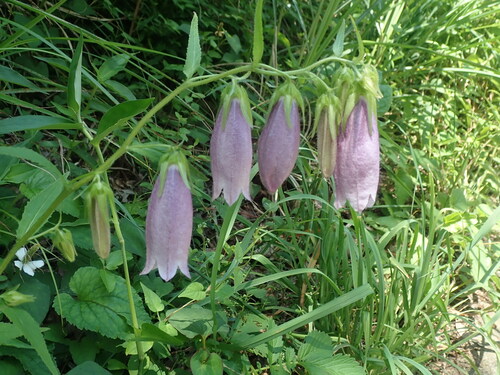 Campanula punctata