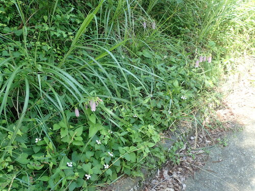 Campanula punctata