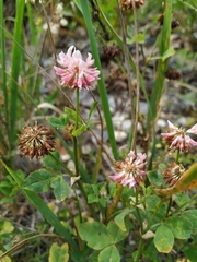 Trifolium hybridum