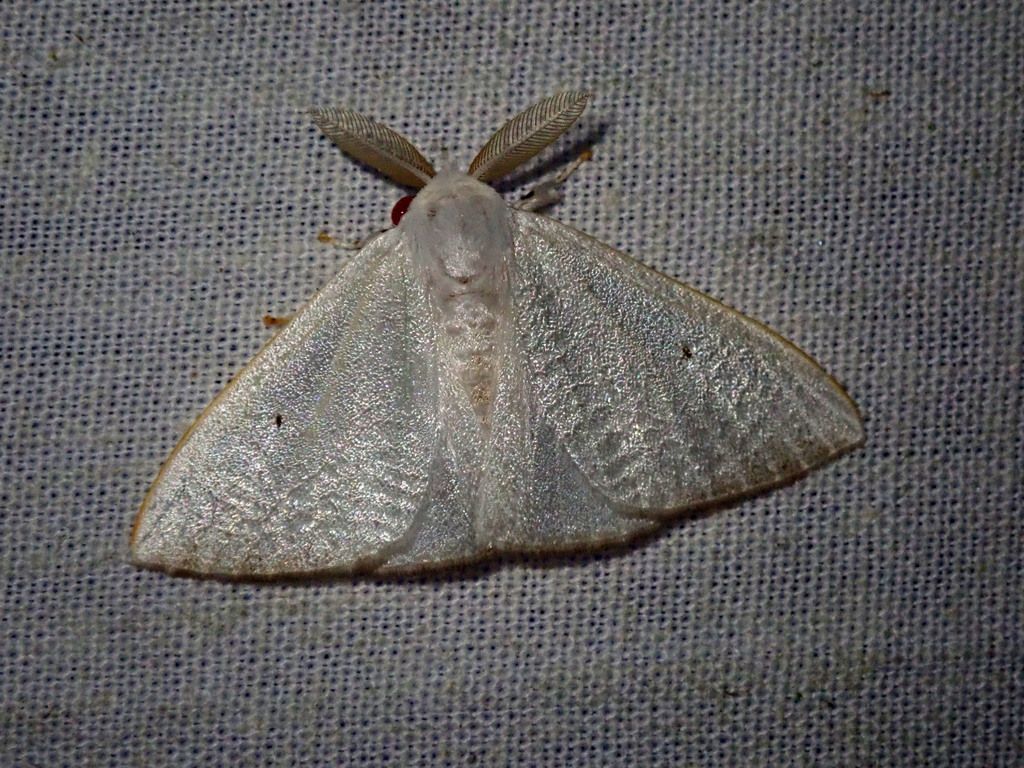 Arctornis riguata