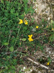 Lotus corniculatus