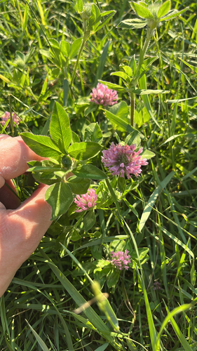 Red Clover