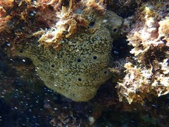 Irciniidae