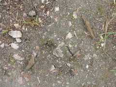 Drusia ibera