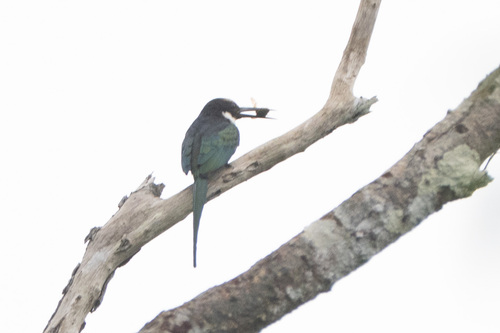 Paradise Jacamar (Galbula dea), photo 5