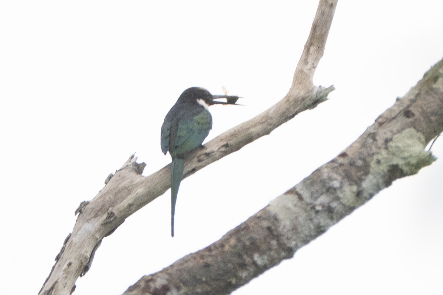 Paradise Jacamar (Galbula dea), photo 4