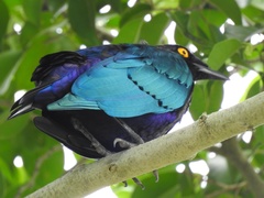 Lamprotornis purpureus