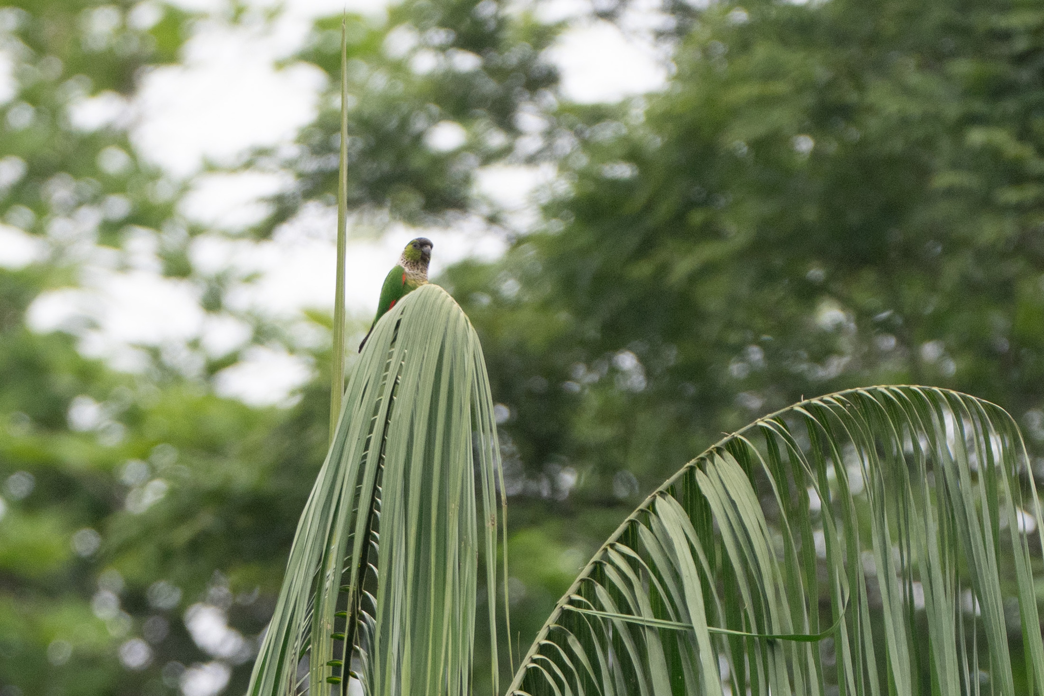 Black-capped Parakeet (Pyrrhura rupicola), photo 2