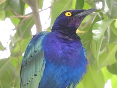 Lamprotornis purpureus