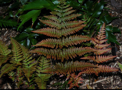 Dryopteris gymnosora iNat (1)