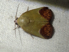Asinduma exscripta