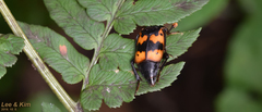 Nicrophorus quadripunctatus