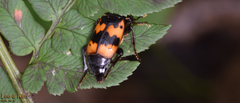 Nicrophorus quadripunctatus