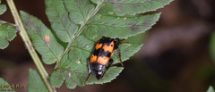 Nicrophorus quadripunctatus
