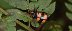 Nicrophorus quadripunctatus