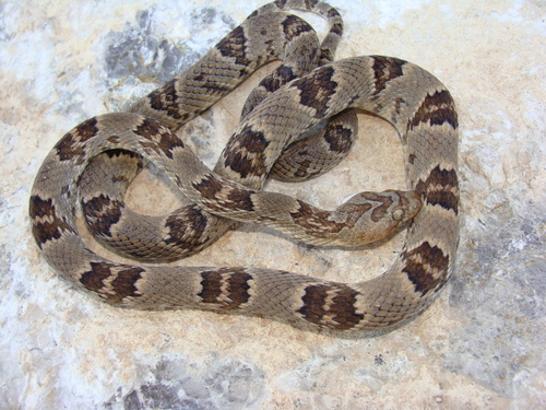 Photo of a Sonoran Lyre Snake (Trimorphodon lambda)