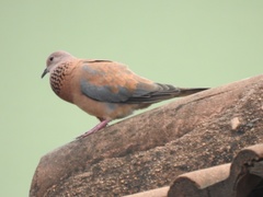 Streptopelia senegalensis