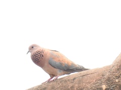 Streptopelia senegalensis