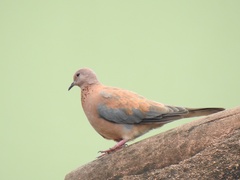 Streptopelia senegalensis