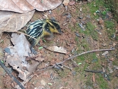 Hemicentetes semispinosus