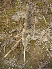 Strix aluco sylvatica