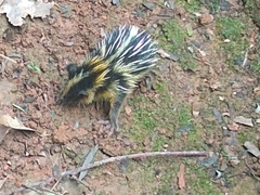 Hemicentetes semispinosus