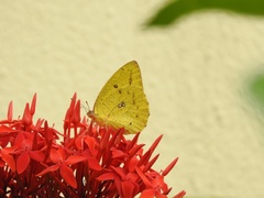 Catopsilia florella
