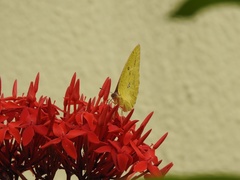 Catopsilia florella