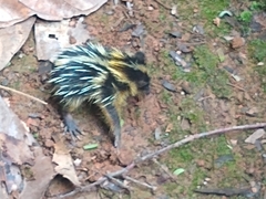 Hemicentetes semispinosus