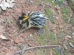 Hemicentetes semispinosus