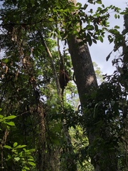 Pongo pygmaeus morio