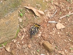 Hemicentetes semispinosus