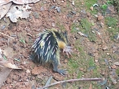 Hemicentetes semispinosus