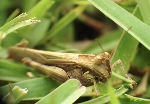 Morphacris fasciata